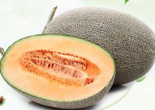龟苗可以吃哈密瓜嘛视频,哈密瓜的适宜性分析