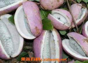 主播吃野生八月瓜视频,揭秘神秘果实的独特魅力