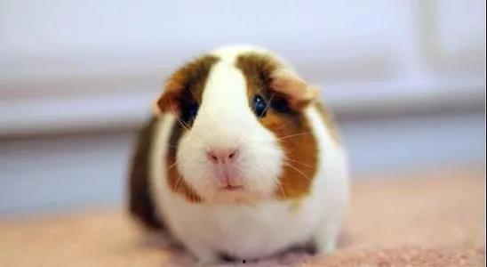 荷兰豚鼠吃瓜视频大全下载,视频大全下载收藏