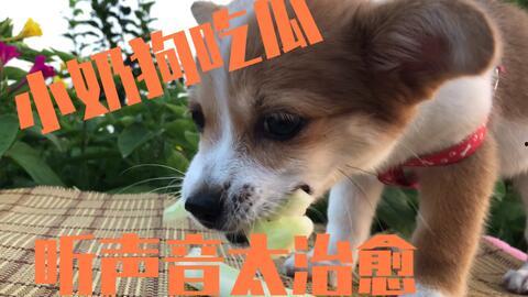 娱乐吃瓜酱送小狗视频下载,萌宠来袭,温馨瞬间尽收眼底