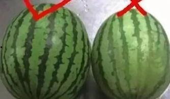 全网吃瓜视频汇总,揭秘娱乐圈幕后故事