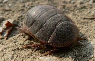 吃瓜吃到虫子会死吗视频,这后果可能危及生命!