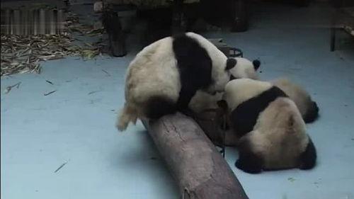吃瓜看熊猫视频,吃瓜看熊猫,欢乐无限