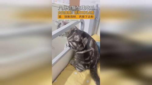 猫咪八卦吃瓜视频,揭秘猫咪们的吃瓜日常