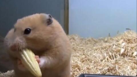 仓鼠吃瓜动作视频