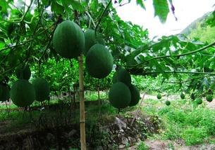 吊瓜能带皮吃吗视频,揭秘吊瓜带皮食用指南